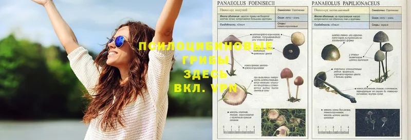 Галлюциногенные грибы Psilocybine cubensis  blacksprut ССЫЛКА  Уварово  наркота 